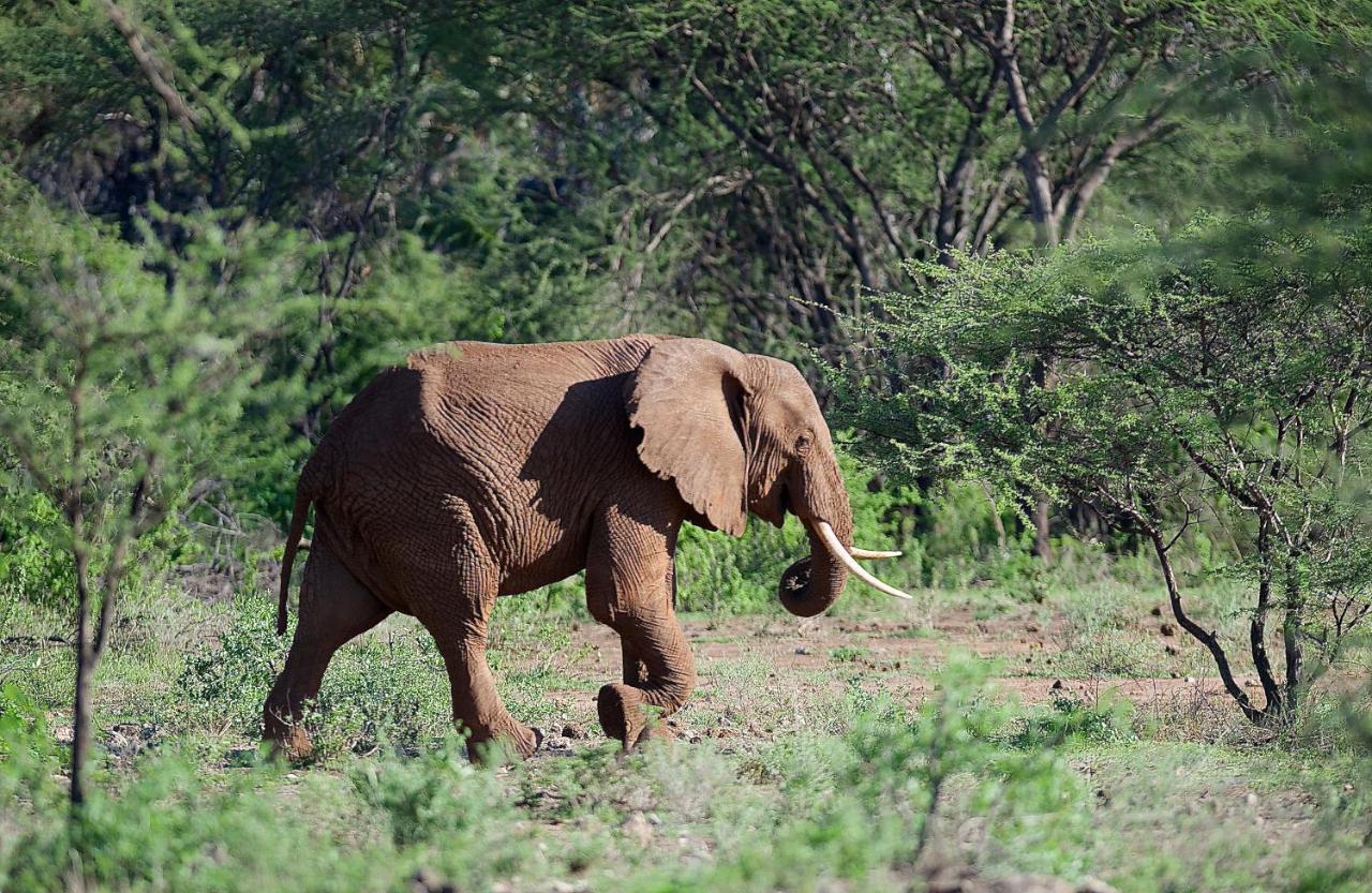 Severin Safari Camp Tsavo West National Park Eksteriør billede
